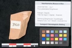 Foto (Objekt + Etikett) von Pinus palaeotaeda Ettingshausen (NHMW-GEO-2024-0188-7959)